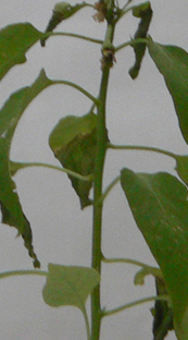 Smaller chili pepper is developing new branches
