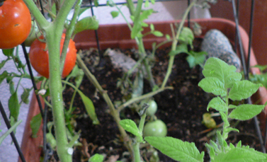 Three nice sized buds on my tomato. Photo taken 11/12/13